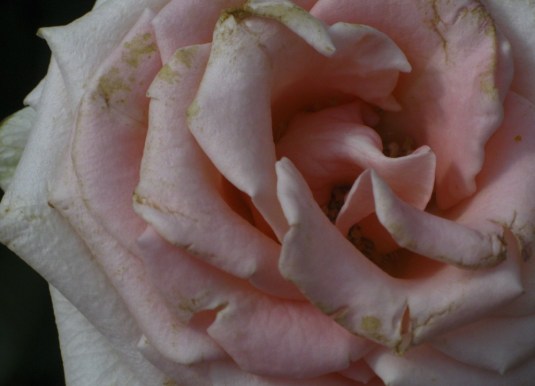 cropped-rose.jpg
