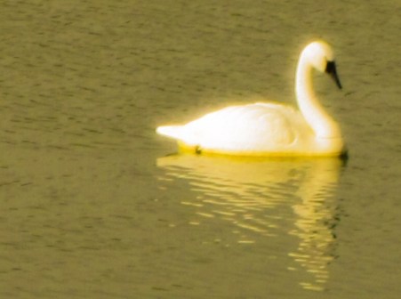cropped-swan.jpg